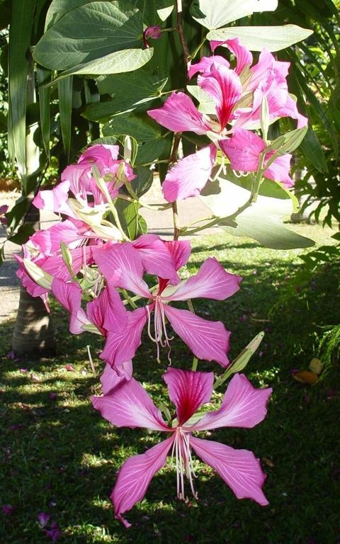 Coral Sea Retreat Hotel Port Douglas Esterno foto